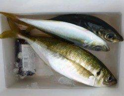 泉佐野食コン リアルタイム