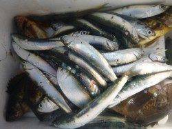 朝の兵突今日もサビキ釣り！