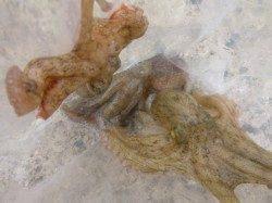 北公園ＲＴ　ハネ強烈　タコ急激に・・・