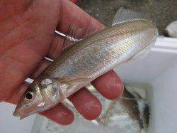 兵突でキス、ガシラ