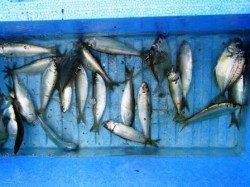 ☆サビキで小アジ◎☆泉大津　朝ＲＴ２５日