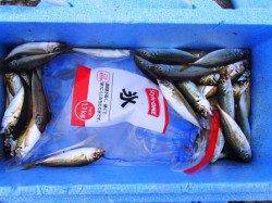 ☆小アジ好釣中☆泉大津お昼ＲＴ　２８日