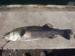 兵突でスズキ、コウイカ、タコも！