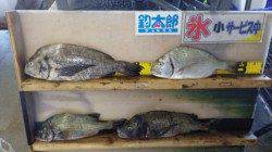 みなべ堺にて五目釣り達成しました！