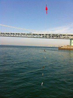 アジュール舞子！アジ、イワシ大爆釣！