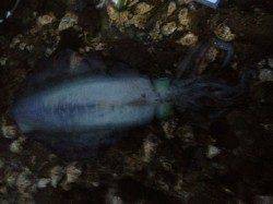 田辺沖磯、イカのウキ釣りで初めてのキロアップ♪