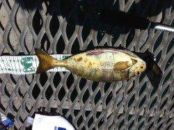 晴天のとっとパーク小島、カゴ釣りで良型のアイゴ♪