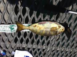 晴天のとっとパーク小島、カゴ釣りで良型のア…