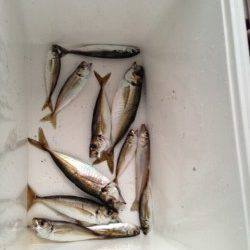 音海大波止、サビキで夕食のおかずゲット