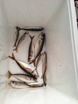 音海大波止、サビキで夕食のおかずゲット