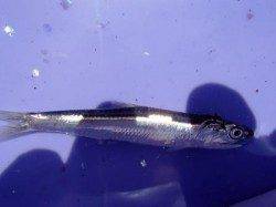 ☆豆アジ・小サバキター☆泉大津ＲＴ　４日