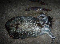 夜の兵突のイカ釣り!