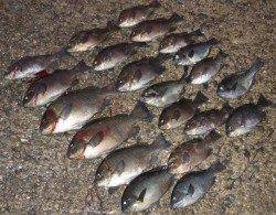 【田ノ浦】でグレ湧いてます！