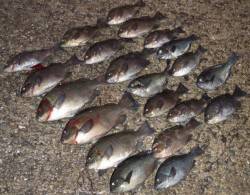 【田ノ浦】でグレ湧いてます！