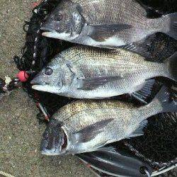 【芦屋店より発信】神戸空港のチヌ情報