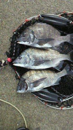 【芦屋店より発信】神戸空港のチヌ情報