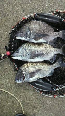 【芦屋店より発信】神戸空港のチヌ情報