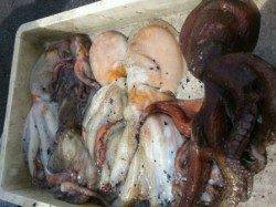 【タコ絶好調！】武庫川一文字