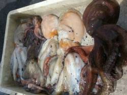 【タコ絶好調！】武庫川一文字