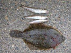 兵突でカレイ＆キスだ