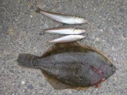  兵突でカレイ＆キスだ