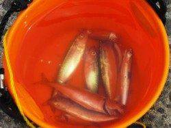 激アツ砂上げ場泉大津店１日お昼ＲＴ