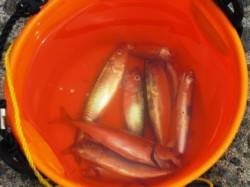 激アツ砂上げ場泉大津店１日お昼ＲＴ