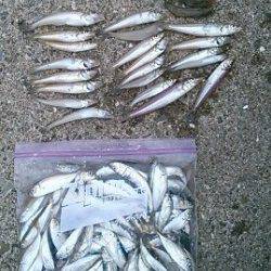 気軽にチョイ投げ＆サビキ