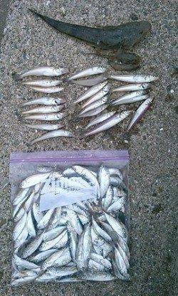 気軽にチョイ投げ＆サビキ