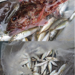 今日の田ノ浦は五目釣り！?　【２日】ＲＴ