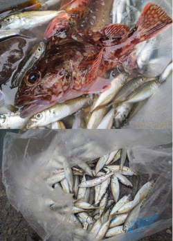 今日の田ノ浦は五目釣り！?　【２日】ＲＴ