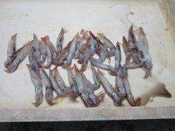 【スルメラッシュ突入！】タコも！ムコイチ