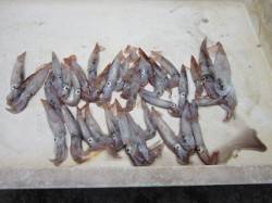 【スルメラッシュ突入！】タコも！ムコイチ