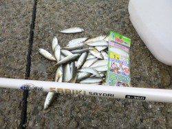 豆アジサビキ30分1本勝負!!アジュール舞子