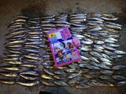 【３ケタ達成！】南大阪のサビキ釣り