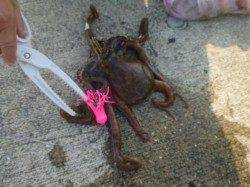 朝の小野浜で大タコ！