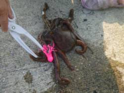 朝の小野浜で大タコ！