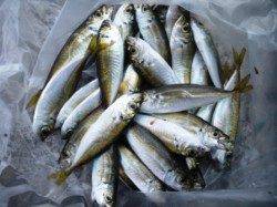 サビキで5魚種!!　泉大津RT　7日あさ