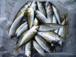 サビキで5魚種!!　泉大津RT　7日あさ …