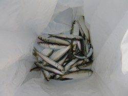 朝の兵突のサビキ釣り！