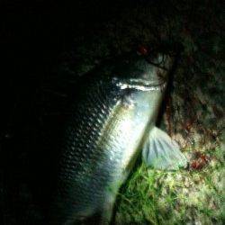 お手軽!!チヌボンボンゲームin紀ノ川