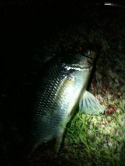 お手軽！！チヌボンボンゲームin紀ノ川