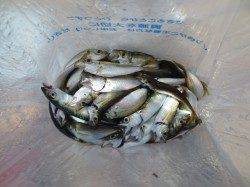 豆あじ湧いてます!【8日】田ノ浦RT