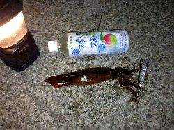 アジュール舞子！スルメイカまだいける！！