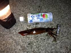 アジュール舞子！スルメイカまだいける！！