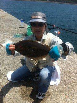 ノマセでヒラメだ！加太8日RT