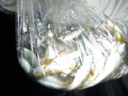  夜の兵突来ました豆アジが！