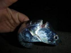  兵突のタチウオ釣りが面白い！ 