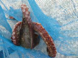  朝の北公園の大タコ！