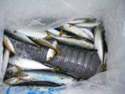 今朝はなぎさで豆アジ♪　泉大津RT11日あさ